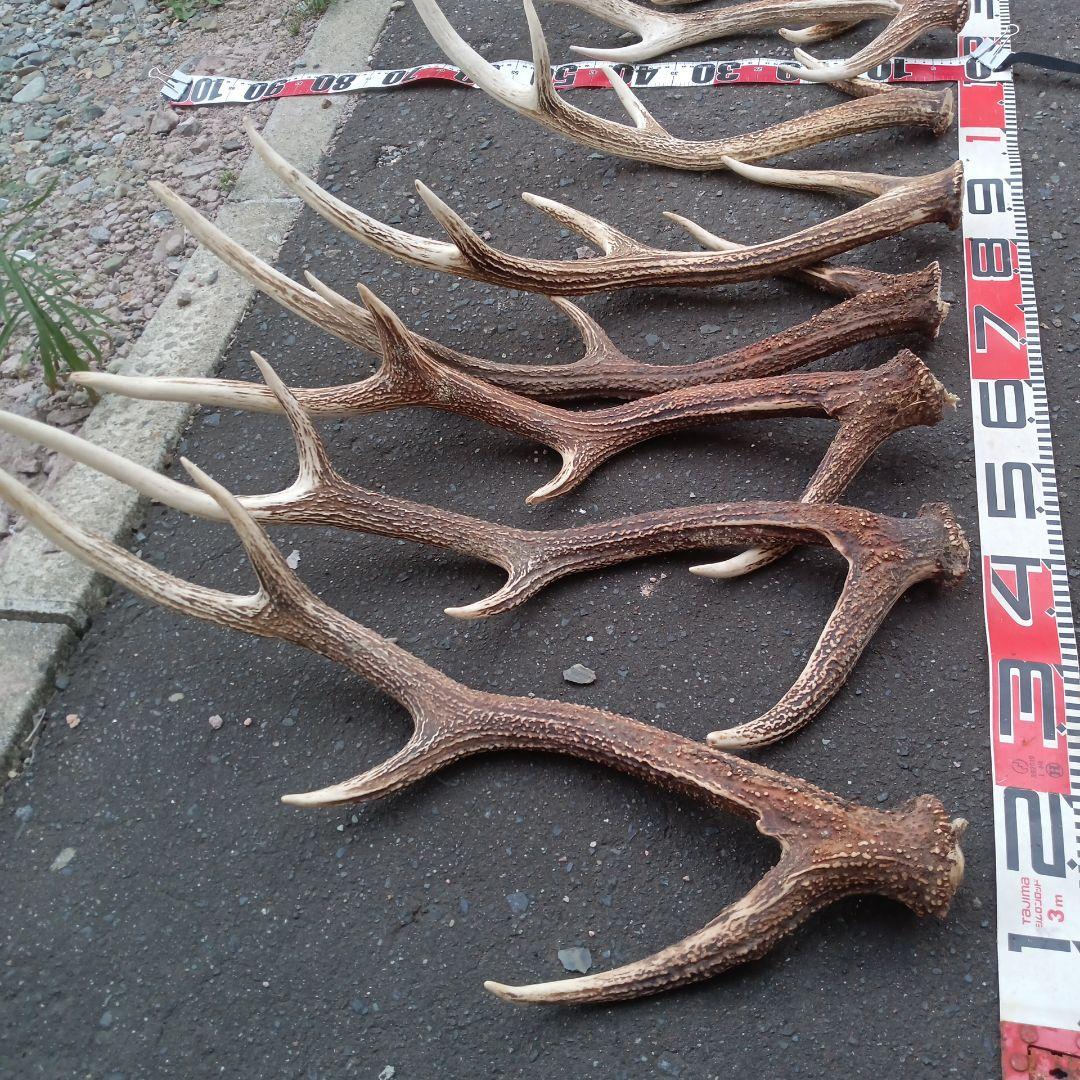 S*i様 天然蝦夷鹿の角　犬用おもちゃ 工芸品などに　５番