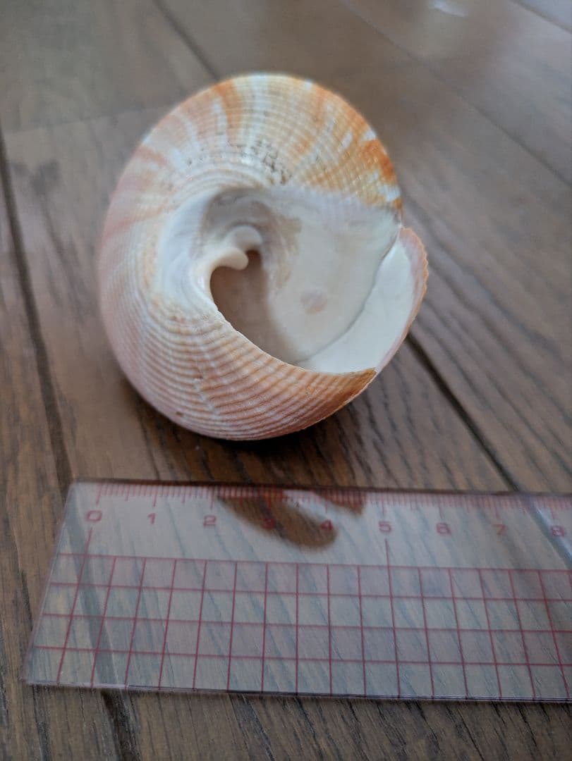 エビスガイ　オキナエビスガイ　貝殻
