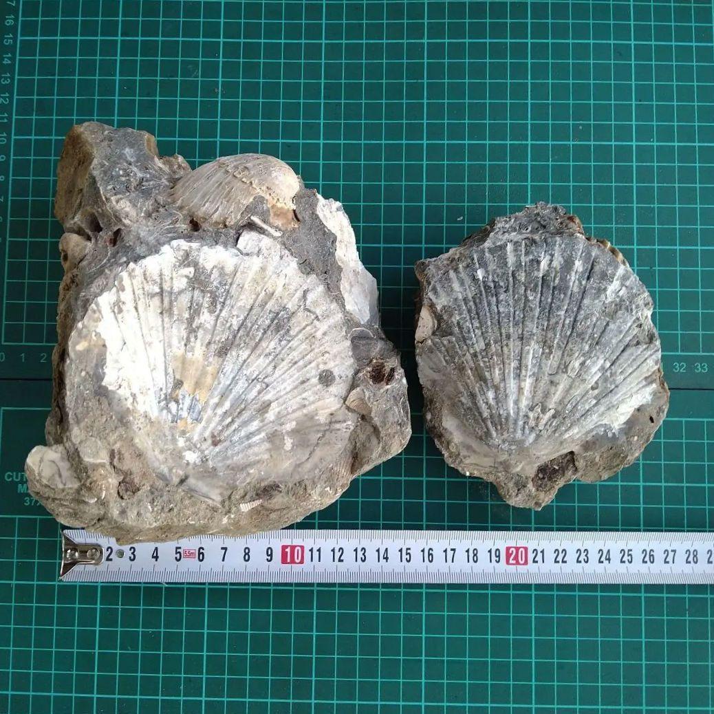 化石 貝殻 セット 標本 研究 古代生物 コレクション