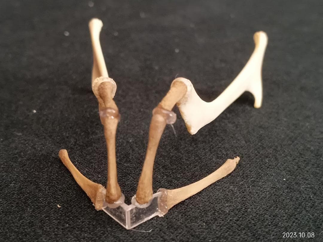 【お買い得】【美品】ニホンジカメス３６Kg　骨格標本　頭骨・舌骨・腰椎・仙椎