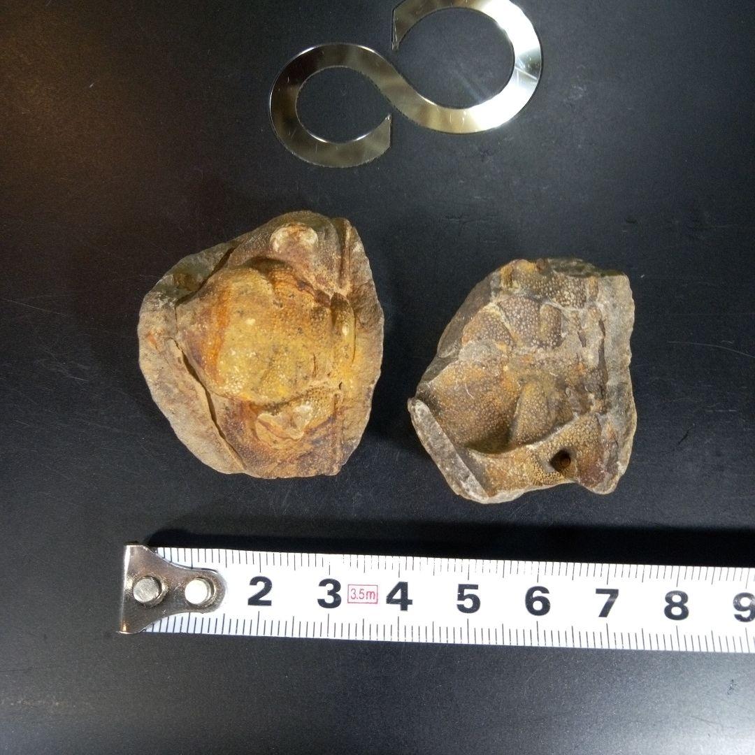 三葉虫　化石　fossil　海　ボリビア産　trilobite　ボリビア化石郡③