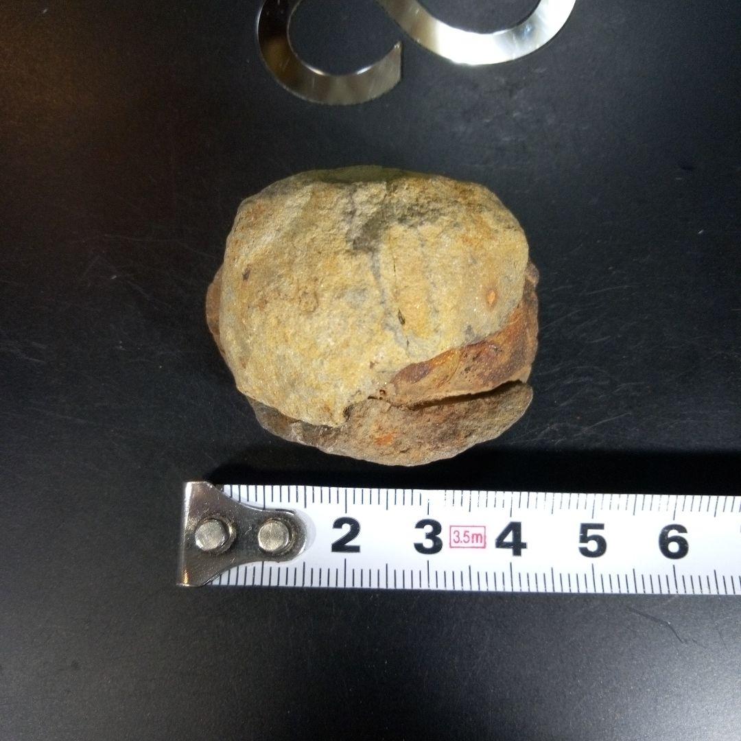 三葉虫　化石　fossil　海　ボリビア産　trilobite　ボリビア化石郡③