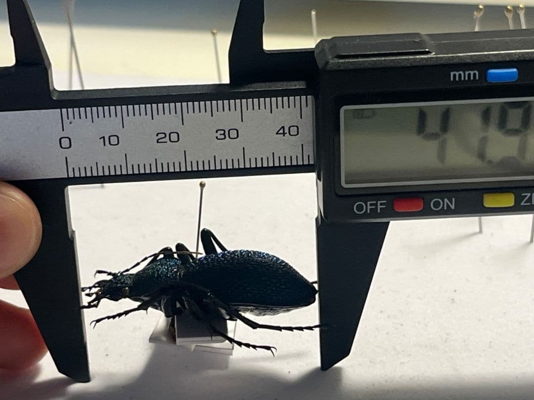 【41mm】イボハダオサムシ 標本イカブリ ハンミョウ アイヌキンオサムシ