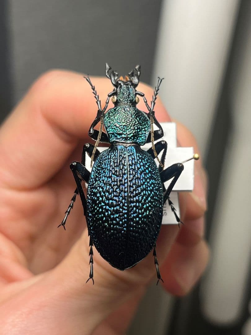 【41mm】イボハダオサムシ 標本イカブリ ハンミョウ アイヌキンオサムシ