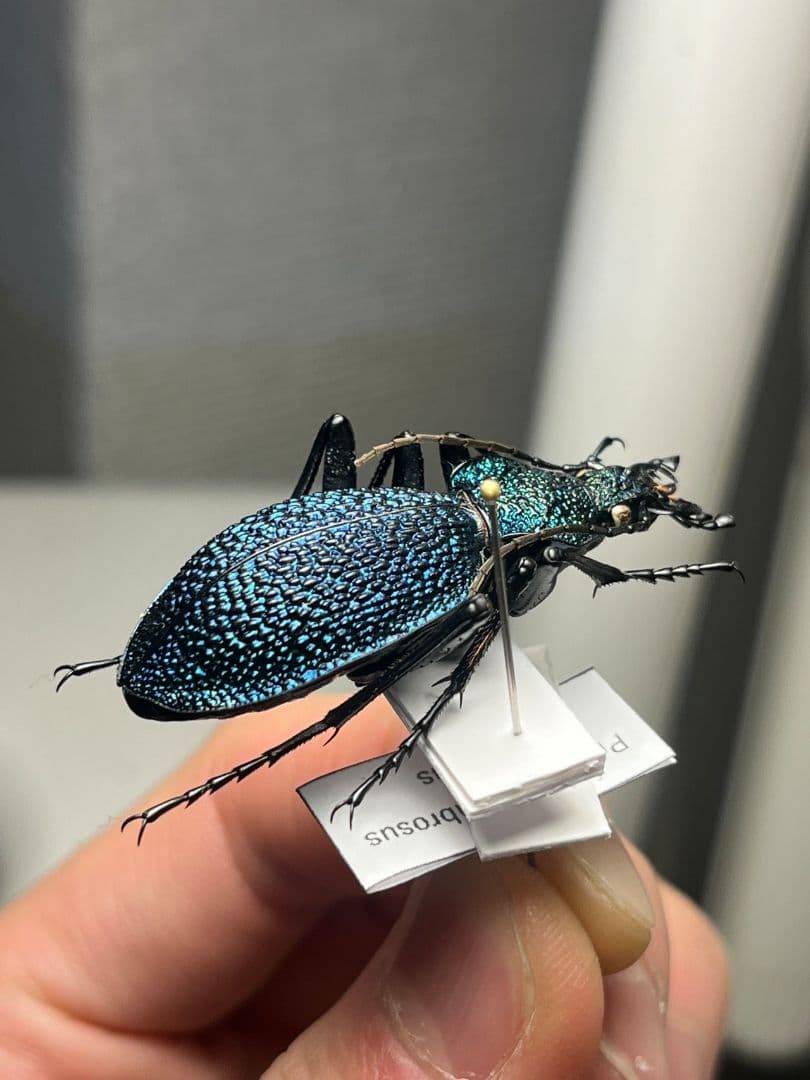 【41mm】イボハダオサムシ 標本イカブリ ハンミョウ アイヌキンオサムシ