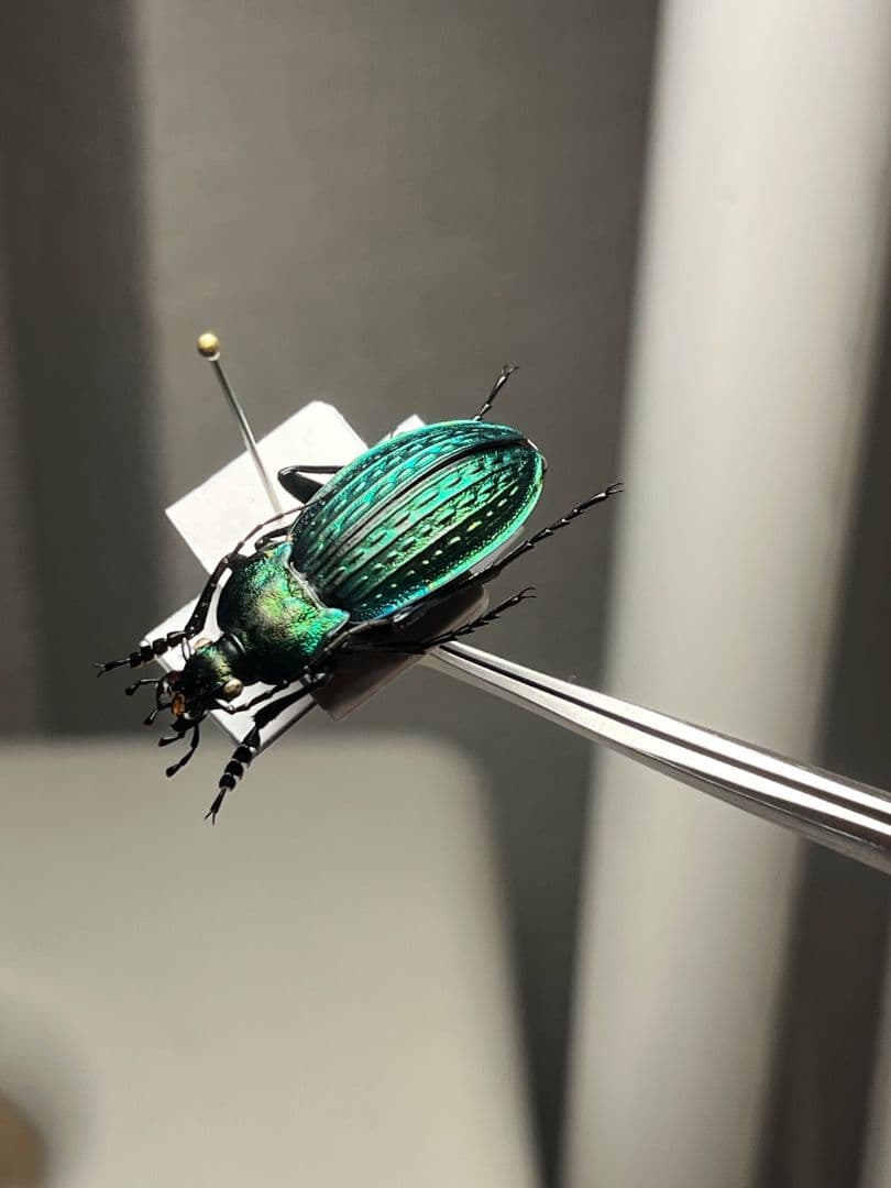 【29mm】コブスジキンイロオサムシ エリスカブリモドキ オサムシ標本