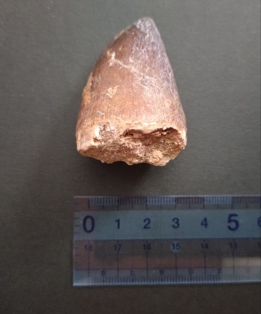 【本物美麗】恐竜の化石 モロッコ産モササウルス（プログナソドン）の歯