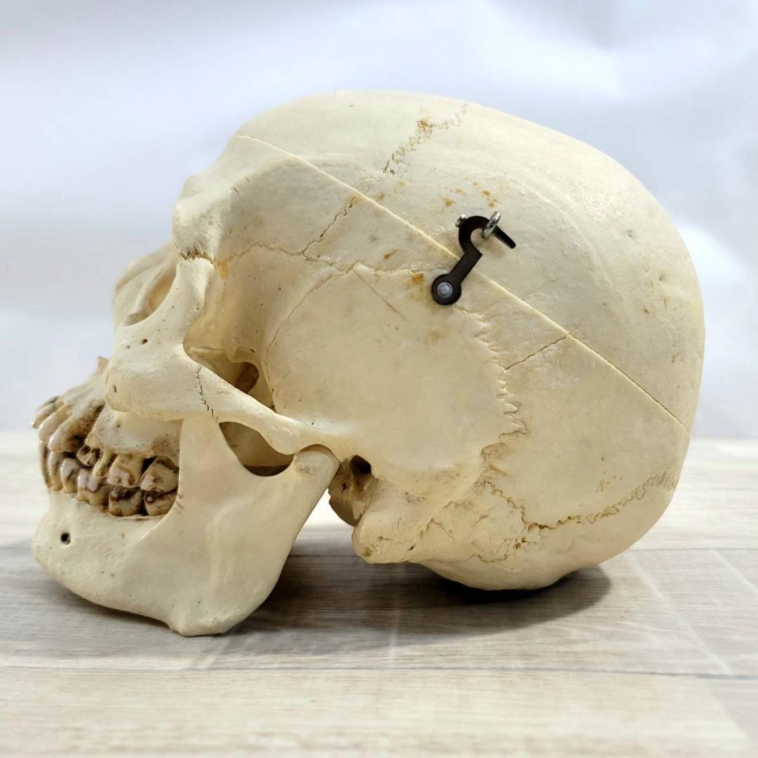 頭蓋骨 頭骨 骨格標本 人体模型 医療 医学 人類学 民俗学 アンティーク 呪物