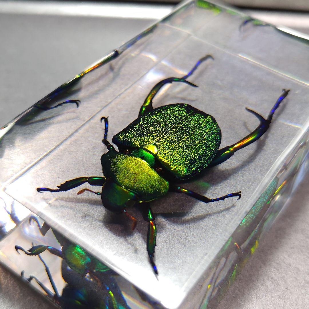 コガネムシ レジン封入標本