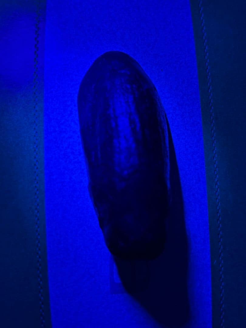 Camarasaurus 化石 後期ジュラ紀 モリソン層