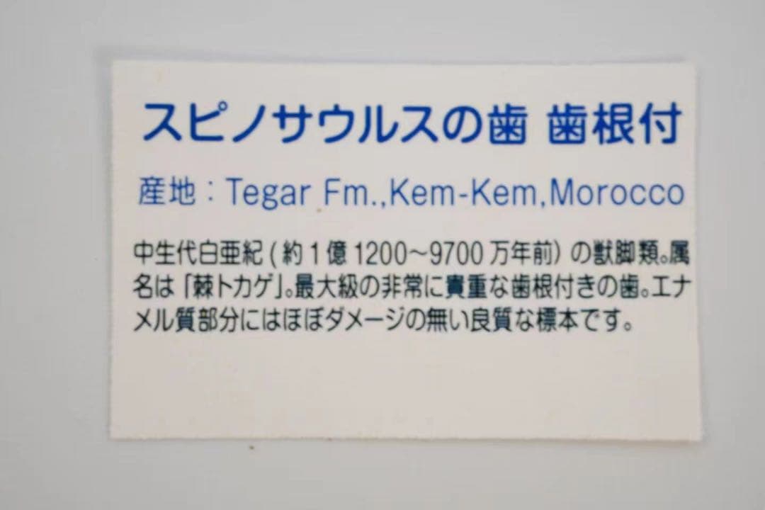 スピノサウルスの歯 15cm