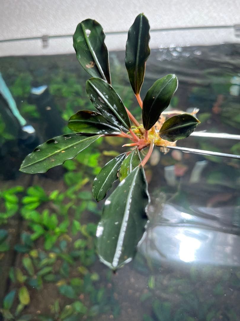 水草 Bucephalandra sp Red Ulysses
