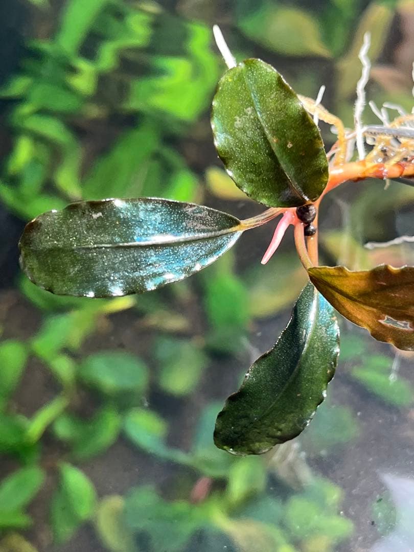 水草 Bucephalandra sp Red Ulysses