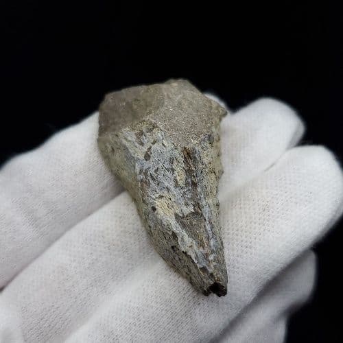 希少 ティラノサウルス 化石 骨 本物 アメリカ産 46.79mm tb105