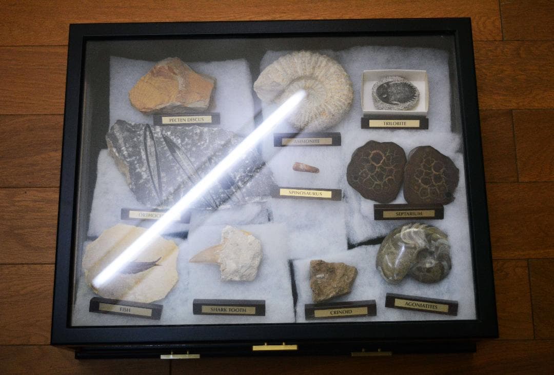大型化石 10点 (大型ガラスケース・認定証付き)