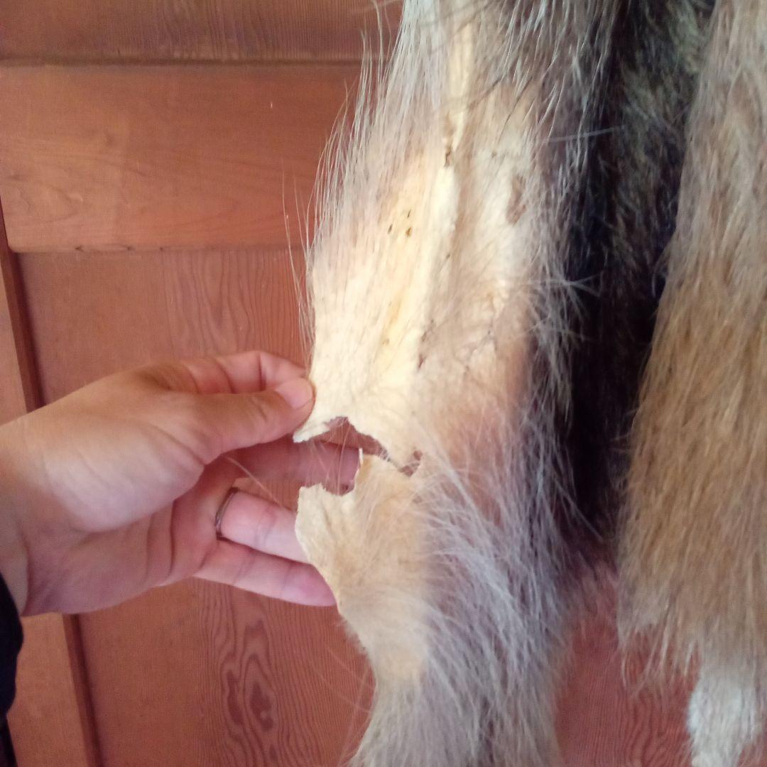 鹿の毛皮 壁掛け装飾