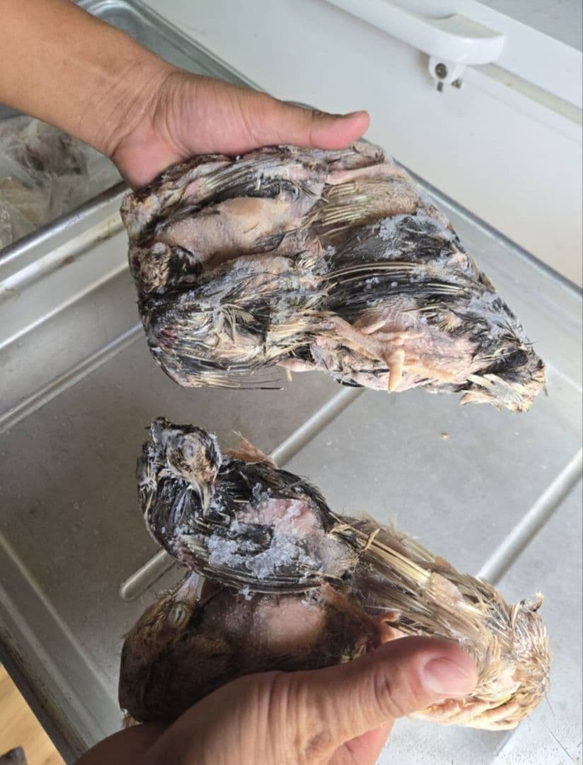 限定10セット！！冷凍ウズラ 200羽 送料無料