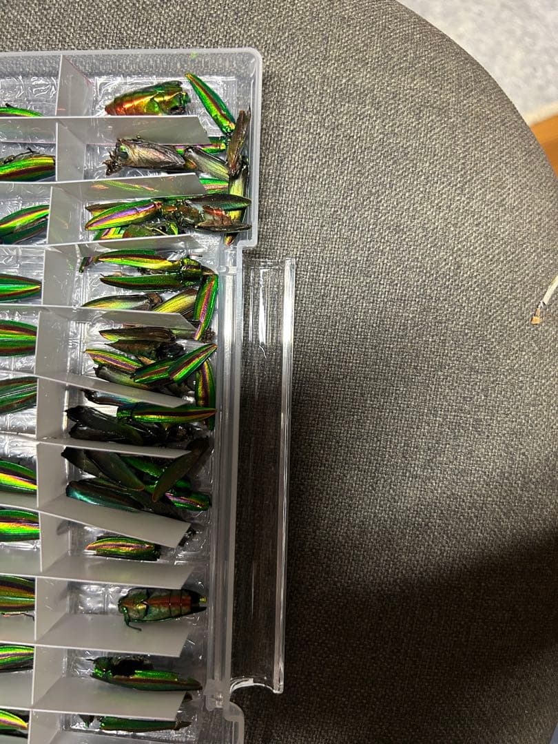 昆虫標本 緑色と金色の光沢 収納ケース付き
