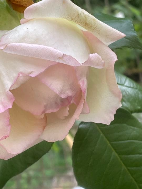 ♡M 様ご確認用です♡