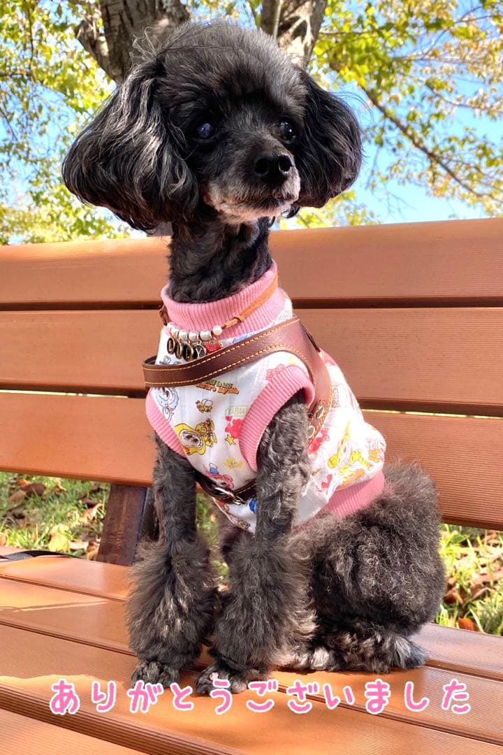 サン吉  ꒡̈⃝Lily꒡̈⃝犬服ハンドメイド