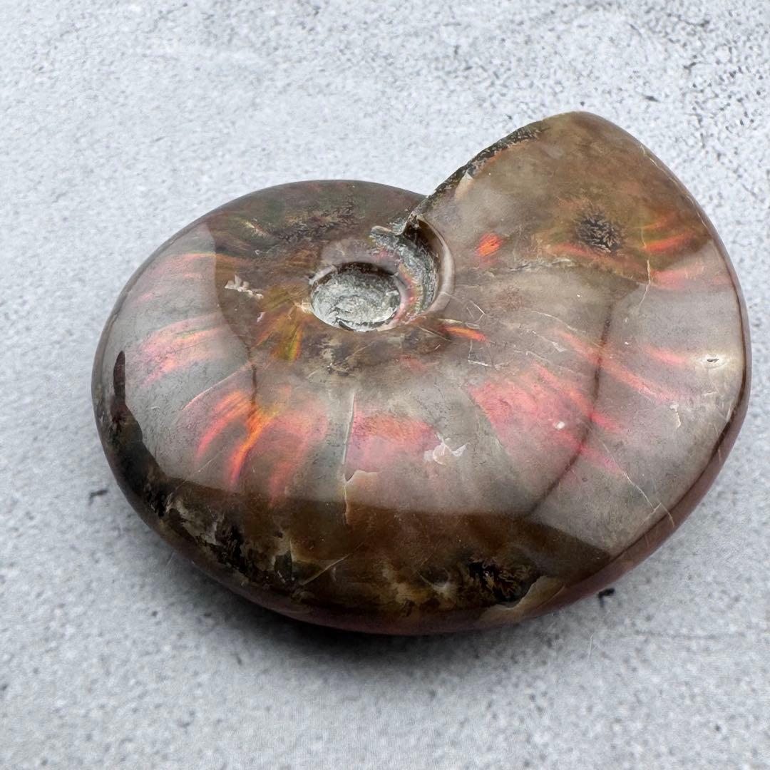 G-80天然アンモナイト原石　ファイアアンモナイト化石 天然石　コレクション標本