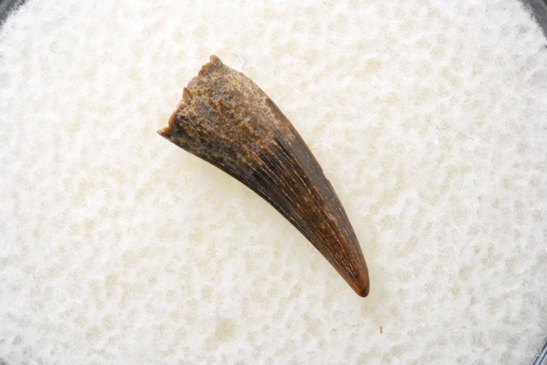 恐竜の歯 [DS398] パロニコドン 化石 希少 レア