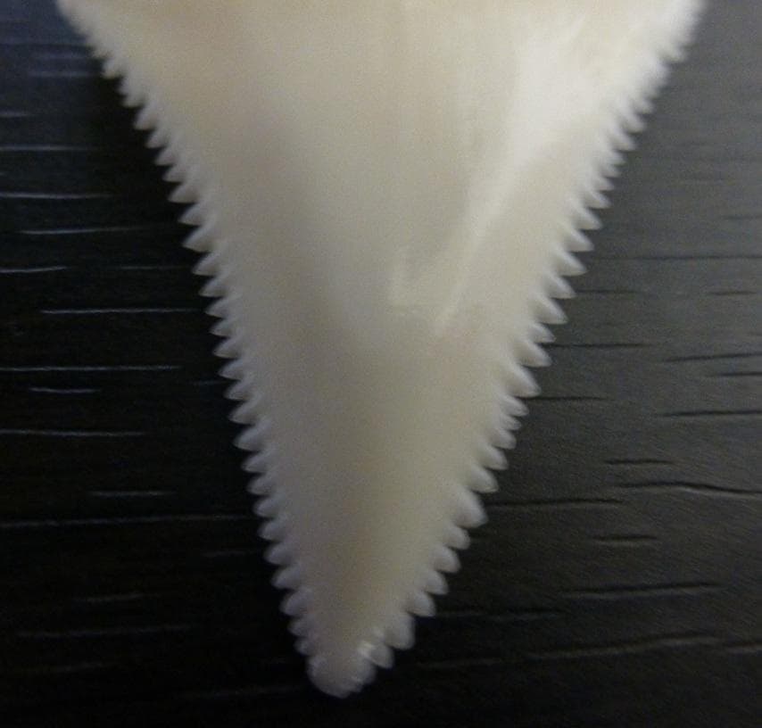 ホホジロザメ（Carcharodon carcharias）の歯 44.3ｍｍ