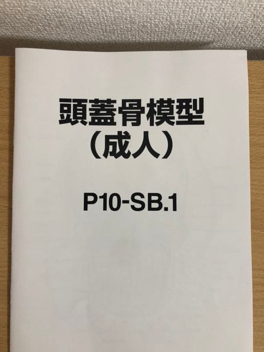 頭蓋骨模型　NISSIN製　P10-SB.1