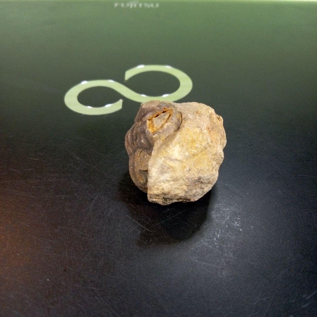 三葉虫　化石　fossil　ボリビア産　trilobite　三葉虫判別⑤