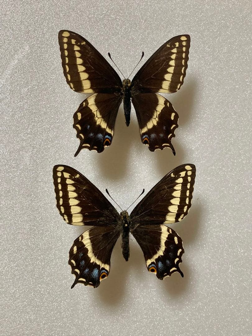 【2頭ペア】パピリオ・インドラ（ネバダ州/アメリカ）