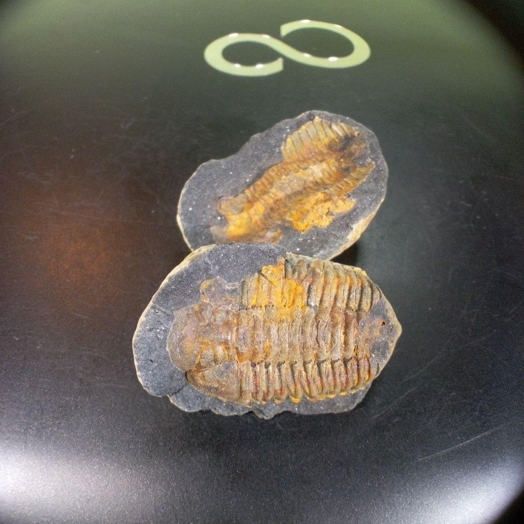 三葉虫　化石　fossil　ボリビア産　trilobite　ノジュール管理⑦