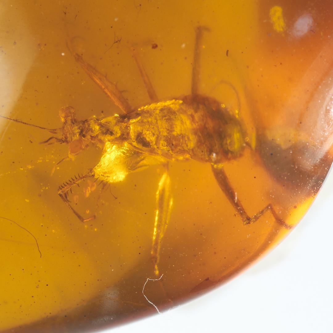 レア極上品 PA0091虫入り琥珀化石　ミャンマーカムティかタナイ9900万年前