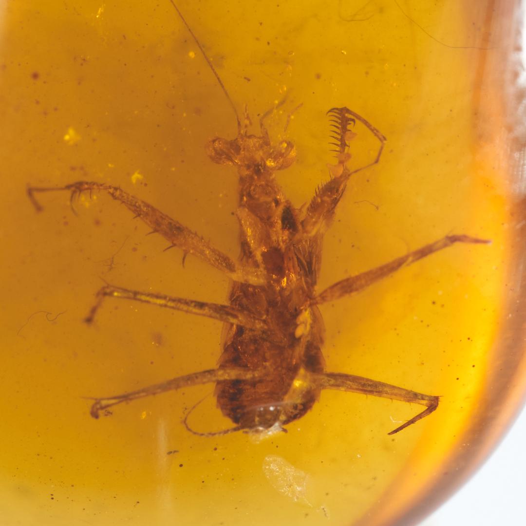 レア極上品 PA0091虫入り琥珀化石　ミャンマーカムティかタナイ9900万年前