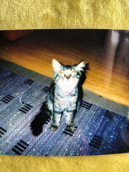 猫主さま専用ページ