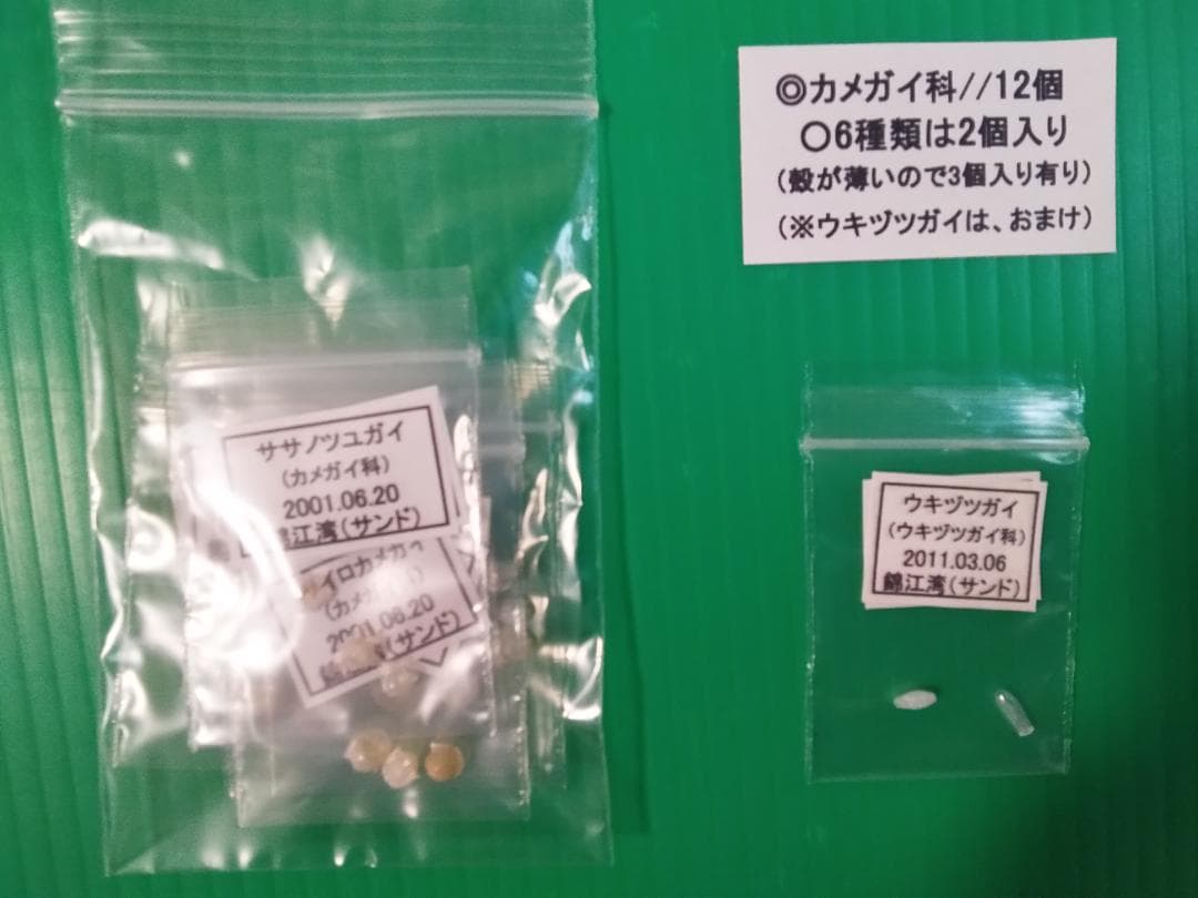 【ケーキ】クダマキガイ科・カメガイ科・ツクシガイ科全１２４個