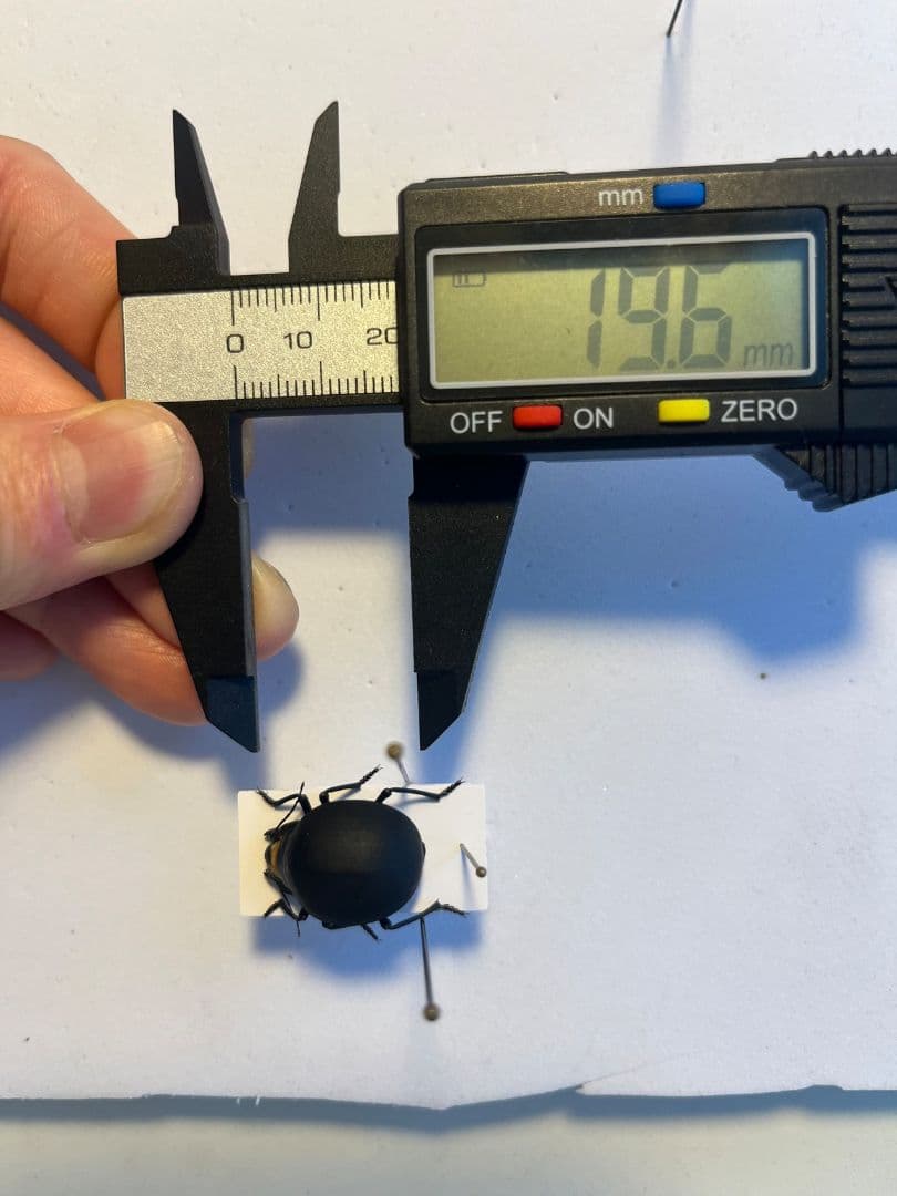 【19mm】マエガミパッツンゴミムシダマシ とんでもない甲虫 昆虫標本バケモノ