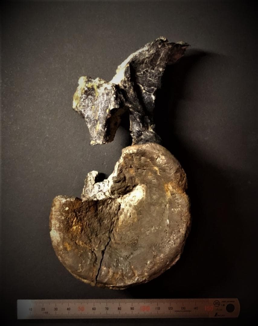 超希少！イギリス産肉食恐竜ネオヴェナトルの脊椎骨！　値段交渉可能