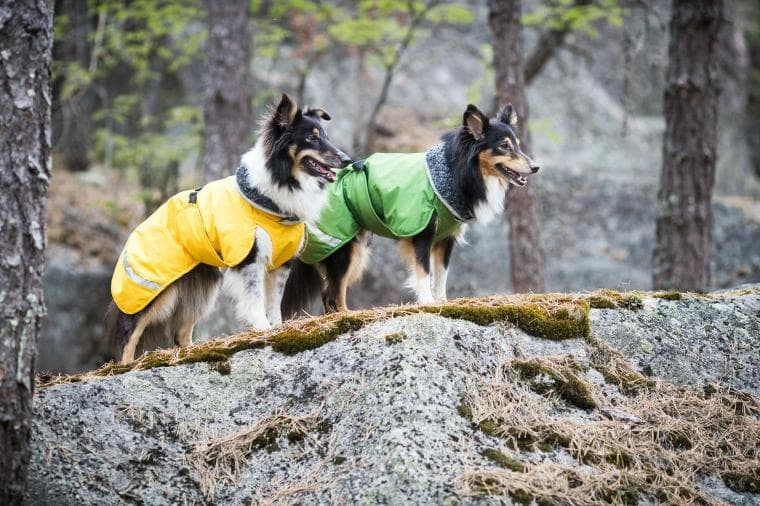 ポムッパ　ペルス　ペトロール　サイズ65