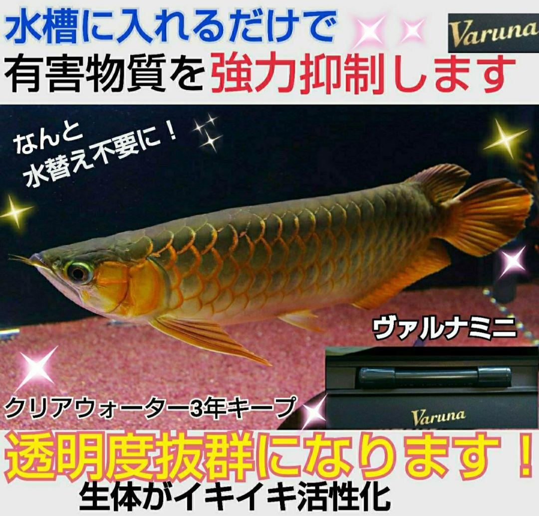 ヴァルナミニ　8センチ　水槽の透明度が抜群に！有害物質強力抑制！水替え不要に！