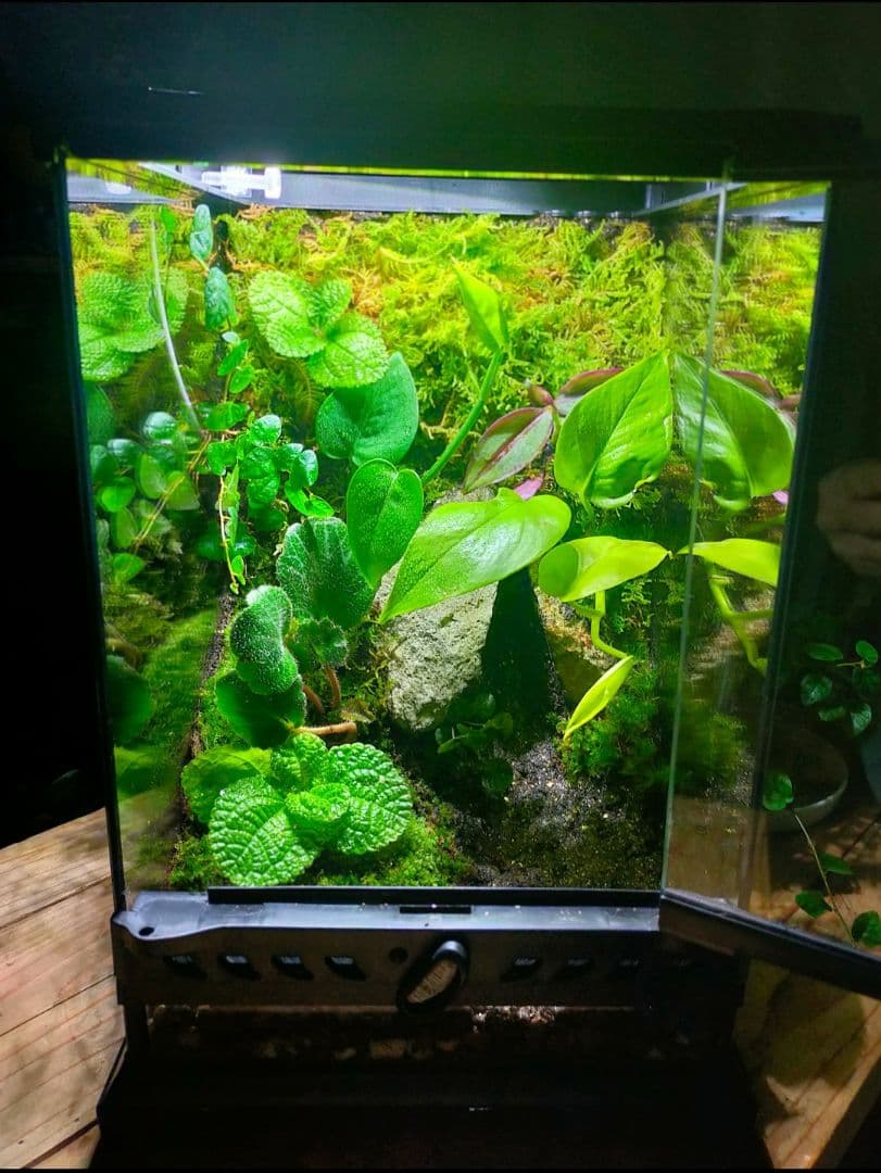 隠れ家付き！苔テラリウム、生体飼育ケージ、グラステラリウムナノ