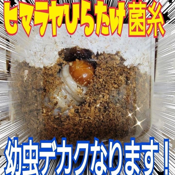 極上！ヒマラヤひらたけ菌糸瓶1500ml【7本】トレハロース、キトサン強化配合！