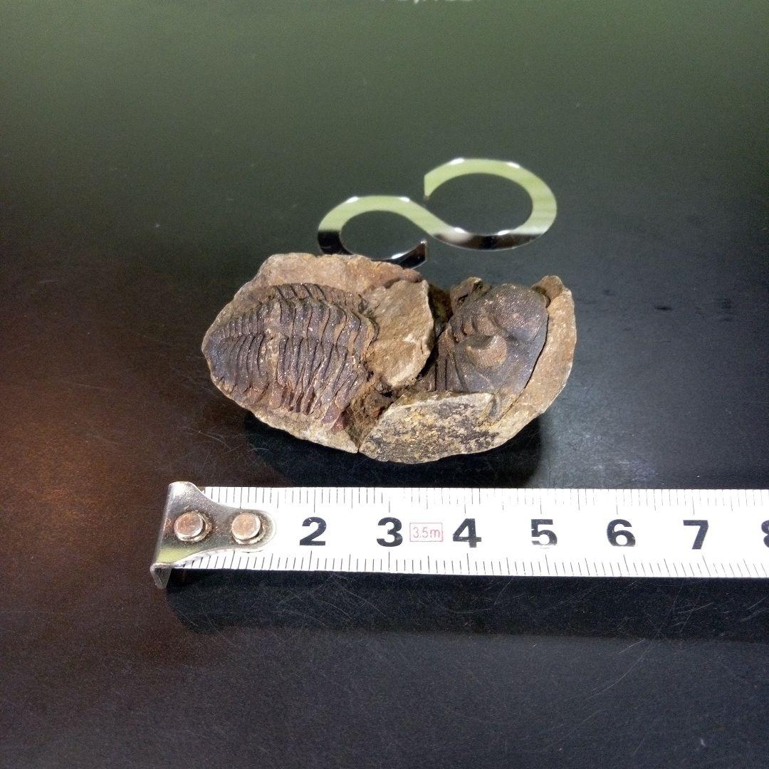 三葉虫　化石　ボリビア産　南アメリカ　trilobite　Bolivia三葉虫⑧