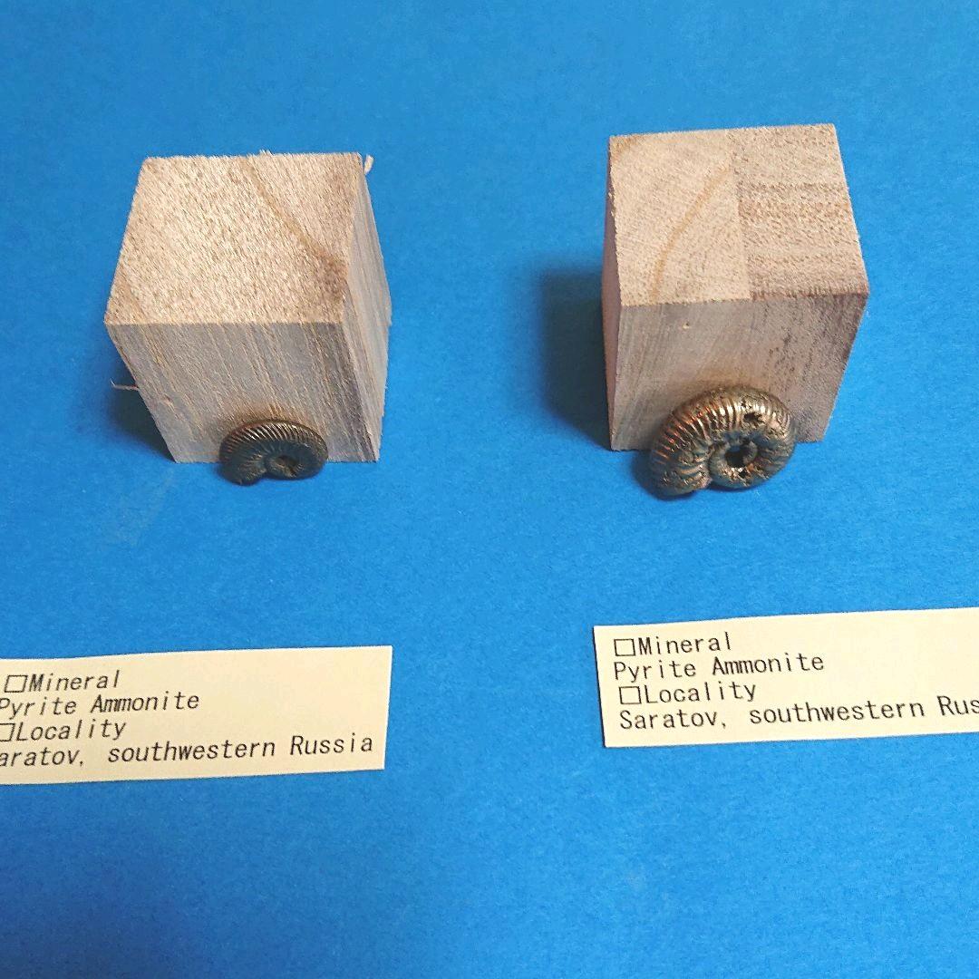 パイライト化 アンモナイト 「黄鉄鉱化アンモナイト」（化石コレクション）