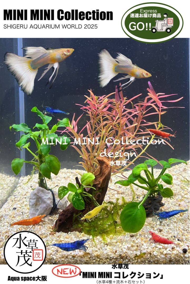 水草 YVB-Y'sVintage Base