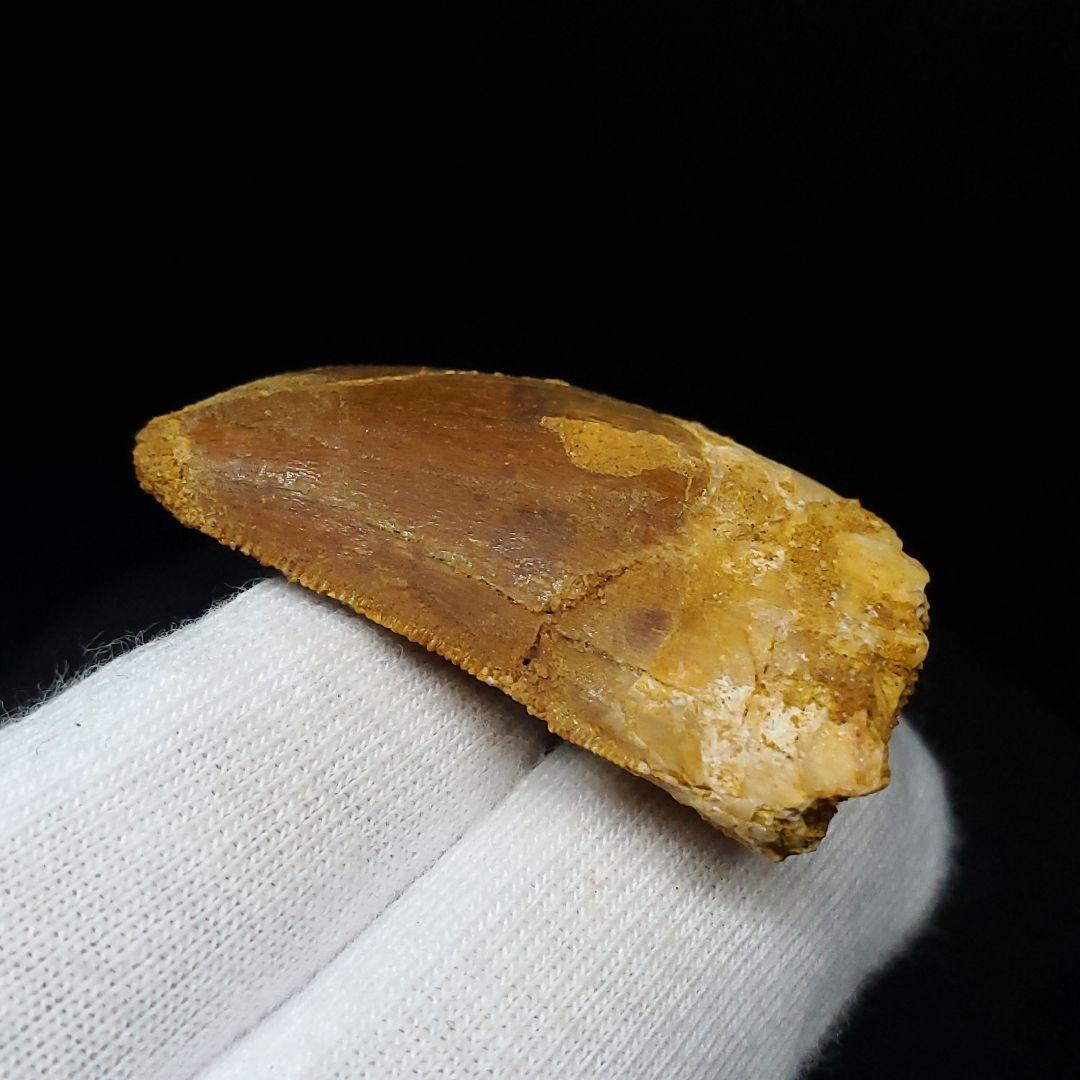 カルカロドントサウルス 歯 化石 本物 モロッコ産 35.56mm fca13