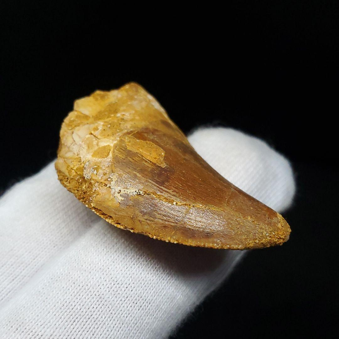 カルカロドントサウルス 歯 化石 本物 モロッコ産 35.56mm fca13