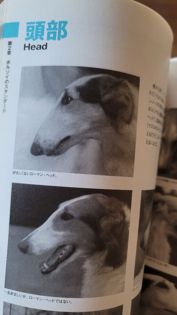 【絶版】200p越！ボルゾイの事典(大関京子著)ハウンド狩猟犬好きへ