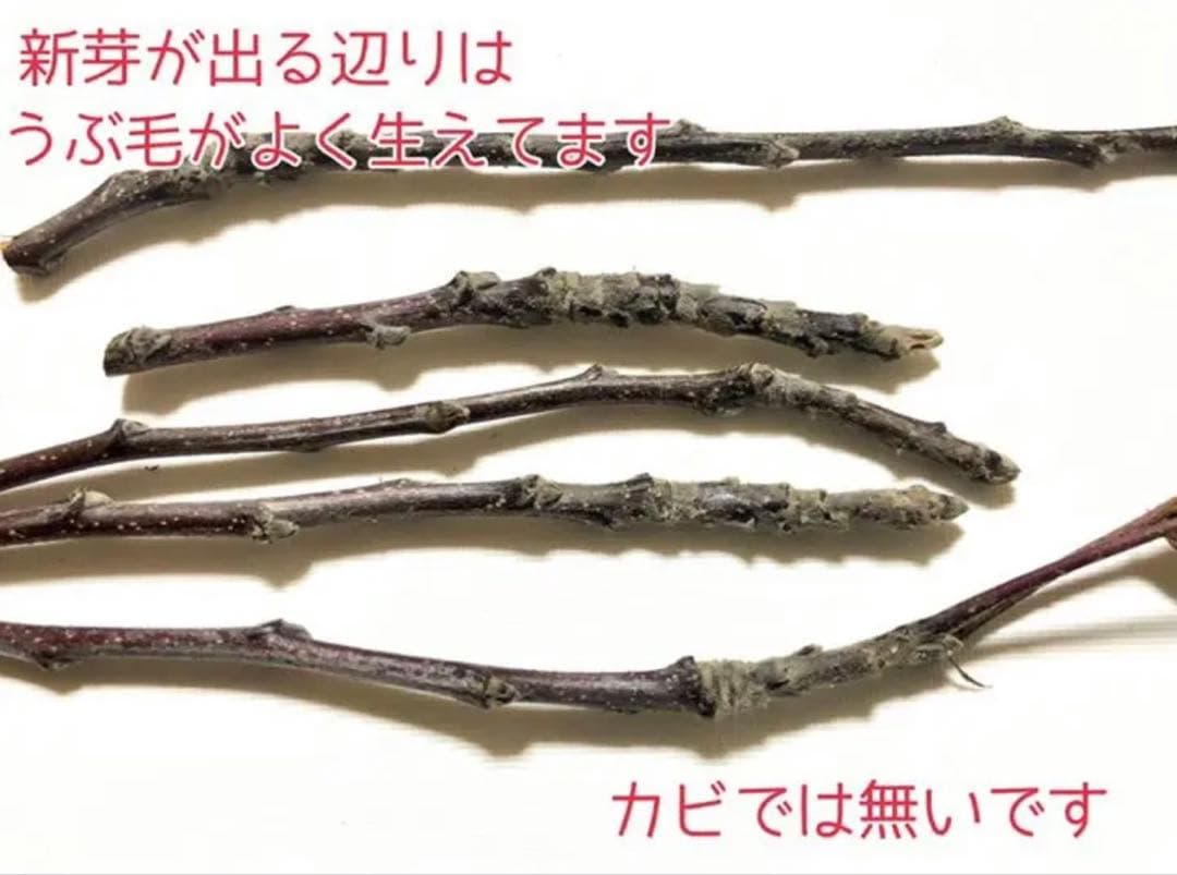 りりママ様