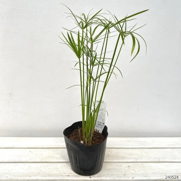 火鉢　青色八角形火鉢 陶器製　特大火鉢　大型火鉢昭和レトロアンテーク睡蓮鉢　水草