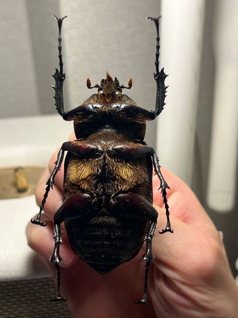 【超特大♀】セラムドウナガテナガコガネ テナガカミキリ昆虫標本 甲虫タランチュラ